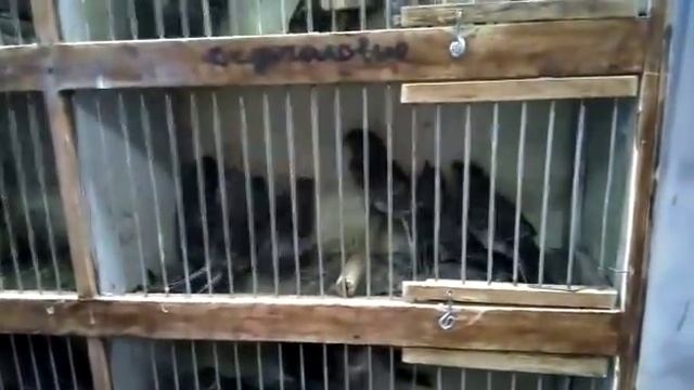 Певчие птицы,щеглы,Чижи,юлы,овсянки смотреть онлайн