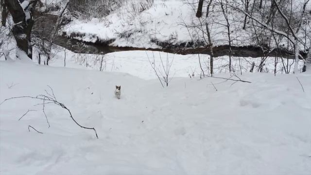 Jack Russell snowballs playing - Джек Рассел играет в снежки смотреть онлайн