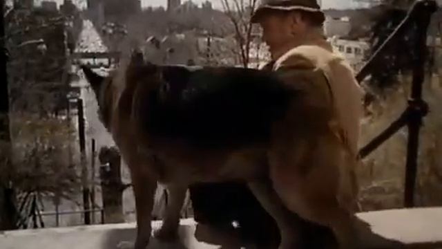 The Courage of Kavik The Wolfdog 1980 Full Movie Family Adventure Drama смотреть онлайн