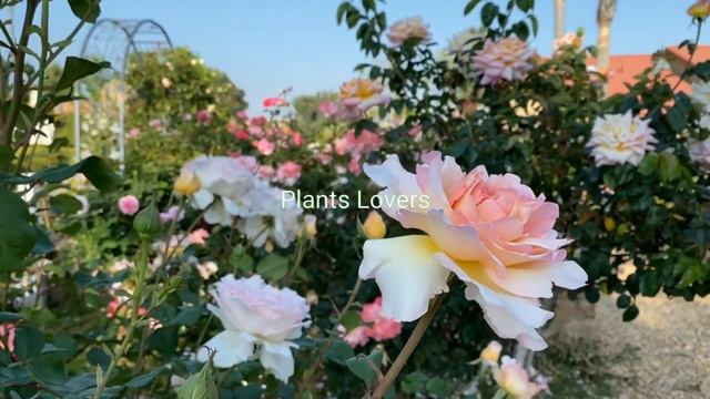 Glamis Castle Rose Live Plants, Clambing Rose Plants, White And Yallow Colour Plants, Plants Lovers