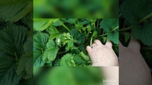 Цветение Чаморы Туруси.Почему на первый год так мало ягод?