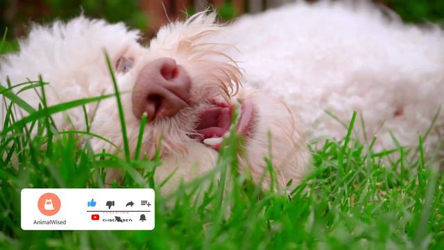 BAD BREATH in DOGS - 5 Tricks to GET RID of It смотреть онлайн