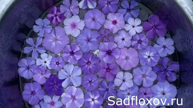 Все мои синие флоксы вместе смотреть онлайн