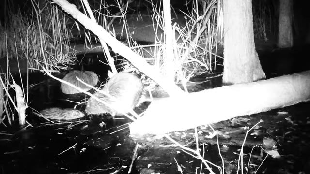 Семья бобров, Полистовский заповедник смотреть онлайн