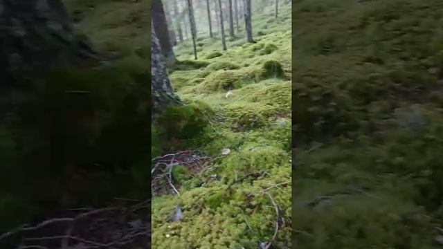 Как определить трубчатую лисичку смотреть онлайн