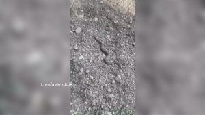 В Краснодарском крае после зимней спячки проснулись змеи