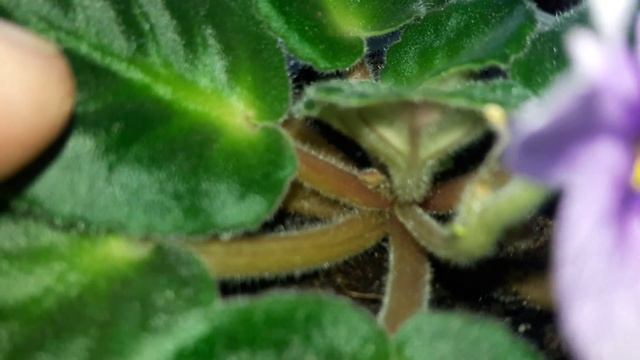 Помогла привести в порядок фиалки и их разсадить. смотреть онлайн