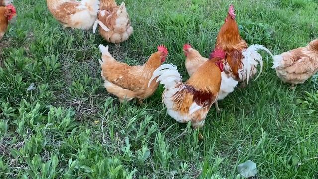 Украинцев удивляет цены на яйцо//Домашние яйца от породистых кур смотреть онлайн