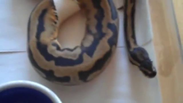 Ball Python Low White Pied смотреть онлайн