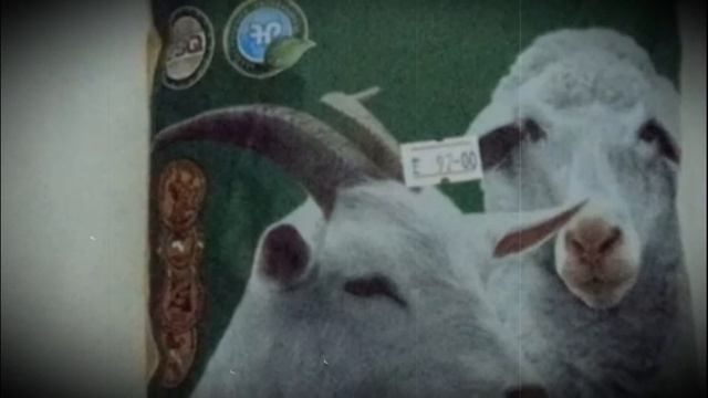 Необходимость витаминов для домашних коз смотреть онлайн