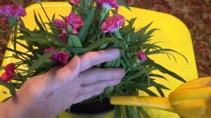 Многолетняя гвоздика