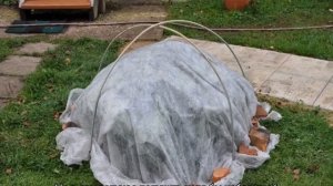 Гортензия Киушу (Kyushu) — описание сорта метельчатой гортензии