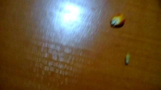 Что едят морские свинки смотреть онлайн