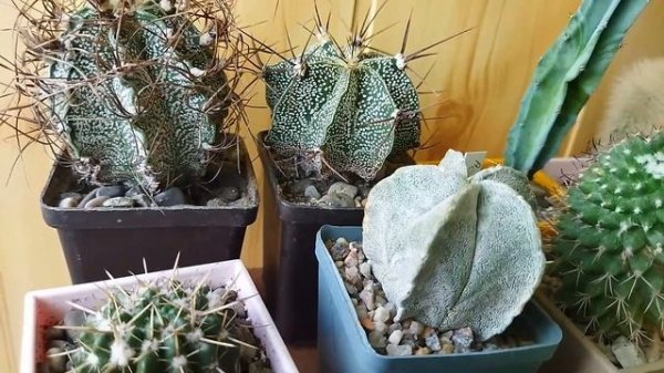 Какой кактус выбрать. Кактус для новичков. Уход за кактусом.