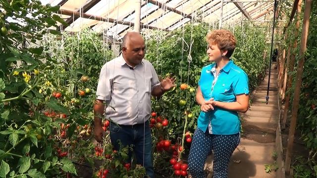 Томаты для супер урожаев Выбираем сорта по науке! смотреть онлайн