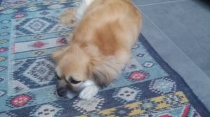 Тибетский спаниель / Кое -что о породе и о Киви в частности )) / Tibetan spaniel