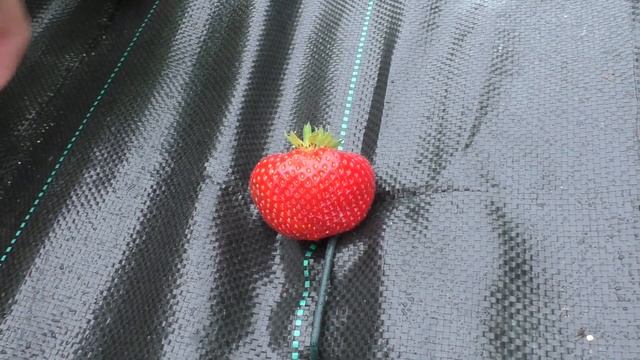 Сенсация клубника. Недостатки сорта