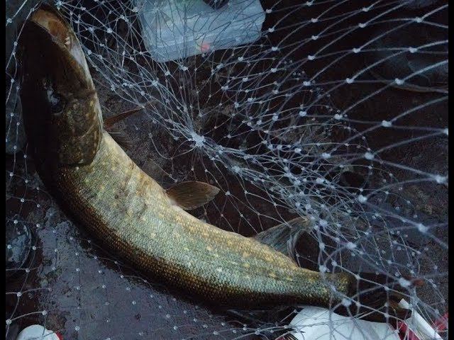 Тростниковое озеро. Красотище . Рыбалка