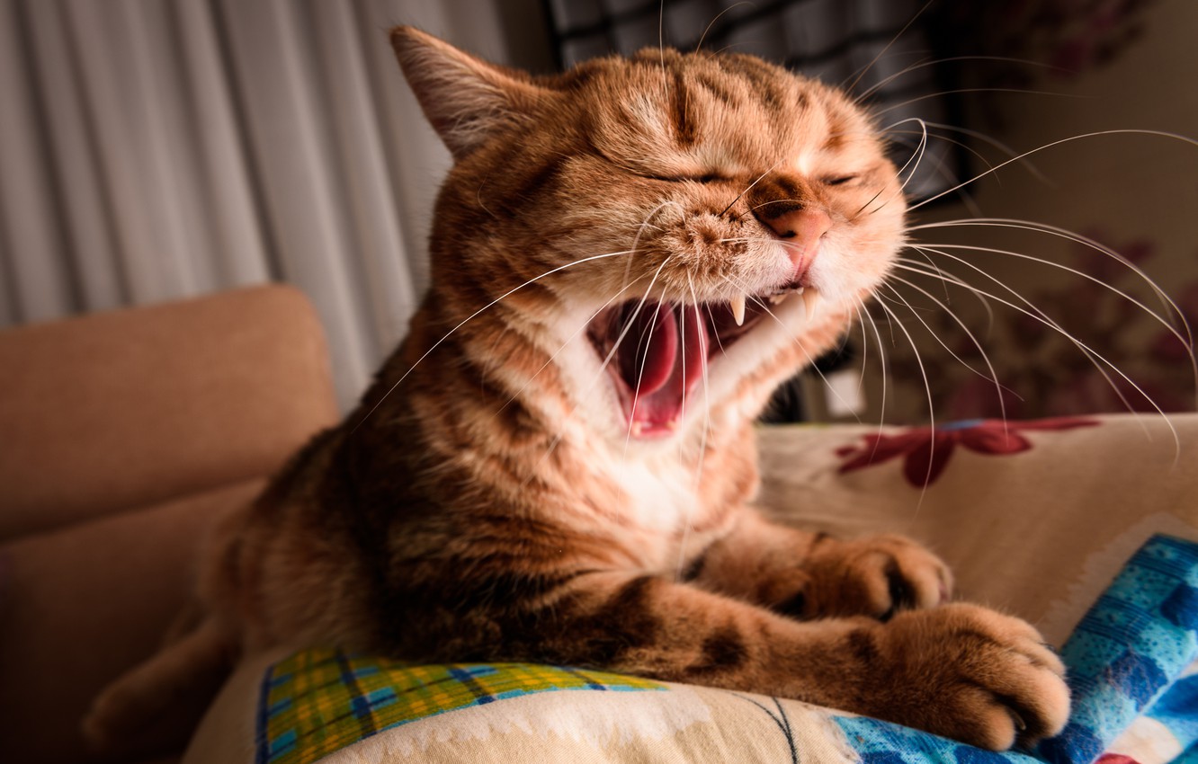 ?Новая подборка приколов? с котами и собаками 2021?.mp4