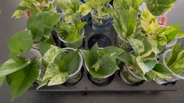 Propagation Epipremnum Marble Queen And Jessenia