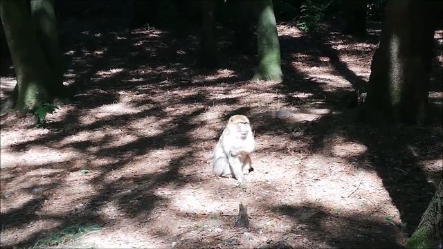 Прогулка по горе обезьян недалеко от городка Салем в Германии Affenberg Salem смотреть онлайн