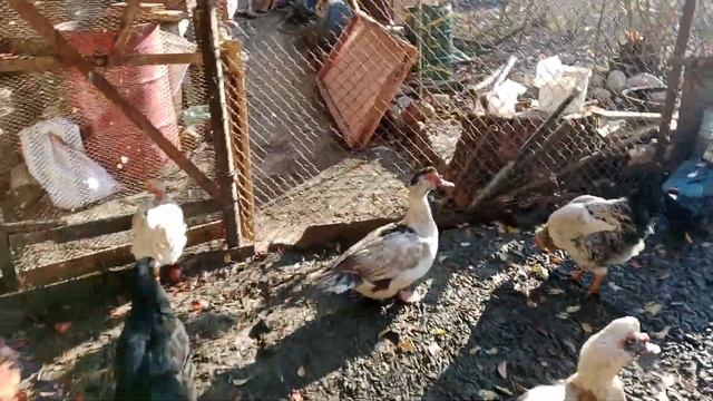 буду пересаживать гусей . побелил стены