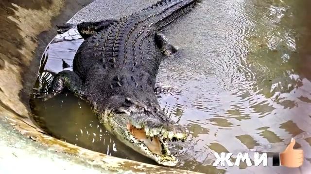 10 САМЫХ БОЛЬШИХ РЫБ И УЛОВОВ В МИРЕ7771 смотреть онлайн