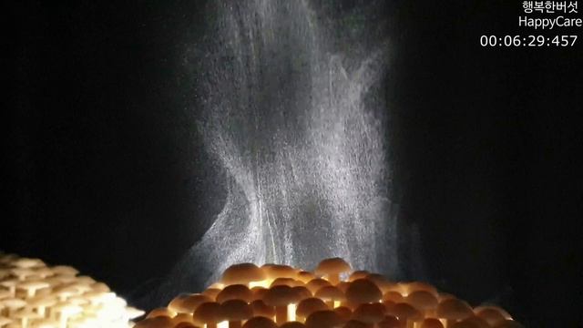 Flammulina velutipes(Winter mushroom) Spore Release 유색팽이버섯 포자군무 смотреть онлайн