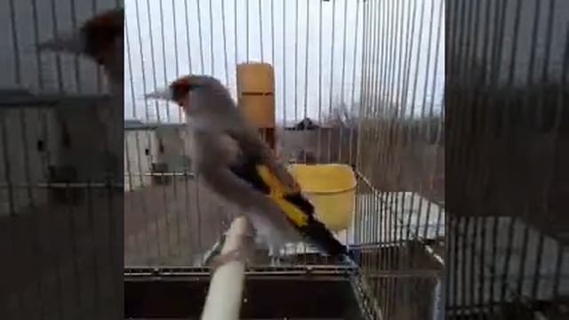 щегол голосом (овози саба) смотреть онлайн