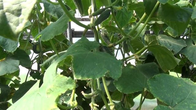 Огурец-корнишон букетного типа завязей Сибирская гирлянда F1 смотреть онлайн