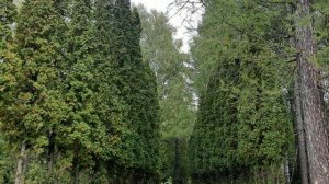 Волжско - Камский заповедник.  #россия #татарстан #казань #дендрарий #волжскокамскийзаповедник