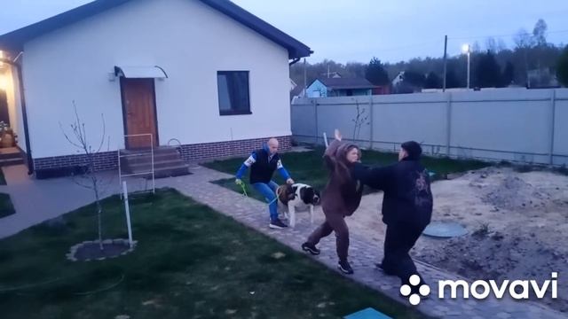 Индивидуальное занятие-собакой, Немецкая овчарка,Тибет,Московская Стороживая, Кане Корса. смотреть онлайн