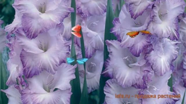 Гладиолус крупноцветковый Видео (gladiolus) ? Видео обзор: как сажать, луковицы гладиолуса Видео смотреть онлайн