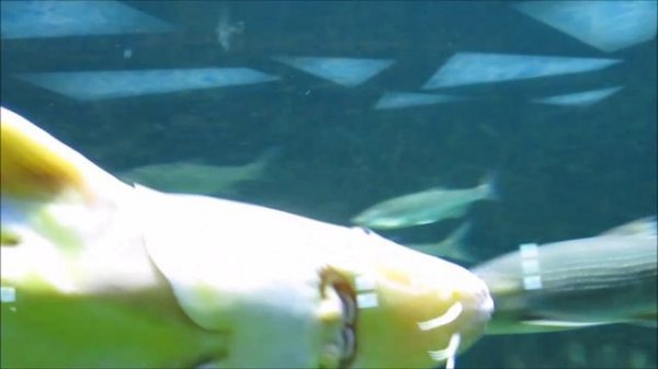 Москвариум 2017 изм