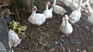 Папа гусь защищает детей гусят Мамутов