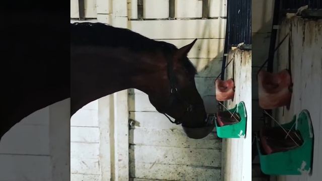 Пару слов об автопоилках))) ????????????? #horses #horseinstagram #equestrian #viera