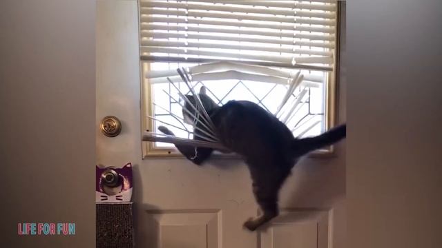 Я РЖАЛ ДО СЛЕЗ? Смешные видео ● приколы с котами и собаками, КОТЫ ПРИКОЛЫ #2 /Funny Cats Compilatio смотреть онлайн