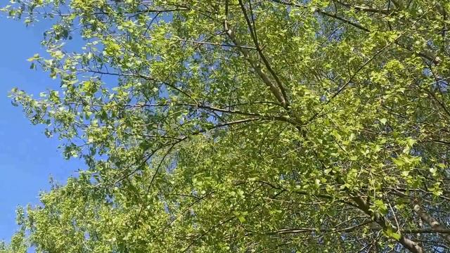 28 мая народный праздник Пахомов день. Народные приметы и традиции. Что можно и нельзя делать. смотреть онлайн