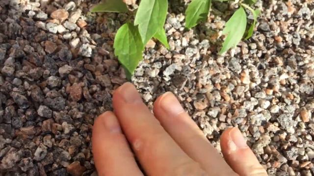 Clematis growing in a pot смотреть онлайн