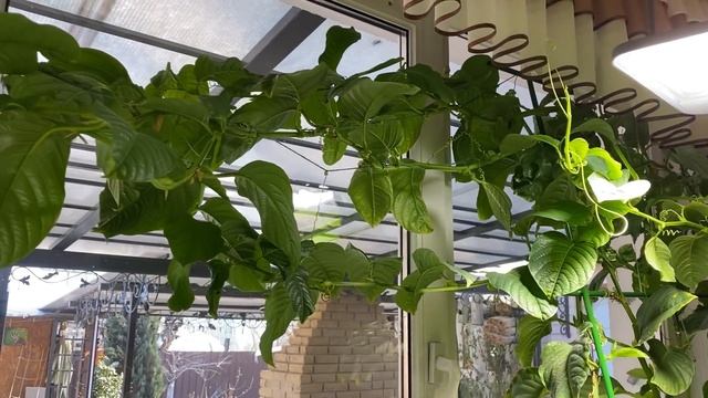 Passiflora Quadrangularis пассифлора квадрангуларис смотреть онлайн