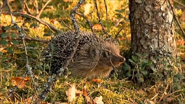 Как прекрасен этот мир смотреть онлайн