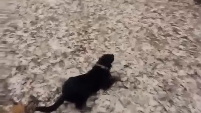 АСТЕНИЯ (КОЛЛАПС ЛАБРАДОРОВ)