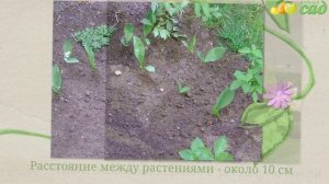 Посадка ландыша - как правильно посадить ландыши