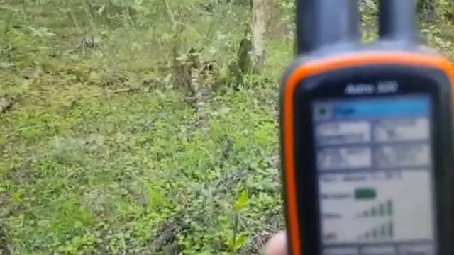 Русские гончие Цезарь и Кенарка 9 мес. вл. Цван В. М. смотреть онлайн