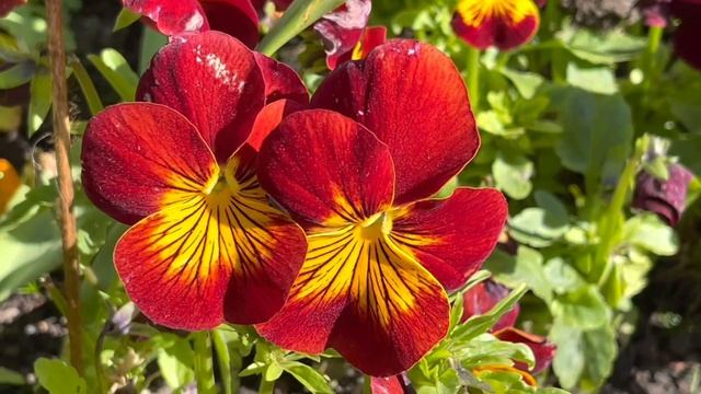 Queen Wilhelmina Tulip Garden 2021 - Golden Gate Park in San Francisco, California USA смотреть онлайн