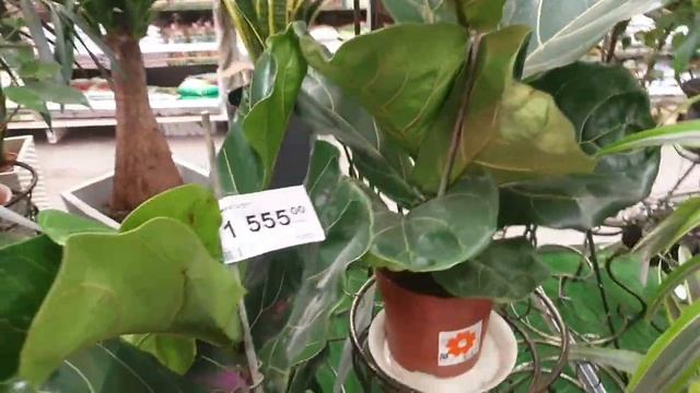 ПРОГУЛКА ПО ЛЕРУА МЕРЛЕН И ИКЕЕ (В ПОИСКАХ НОВИНОК)????? смотреть онлайн