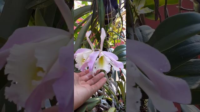 Cattleya Terepaima ??? смотреть онлайн