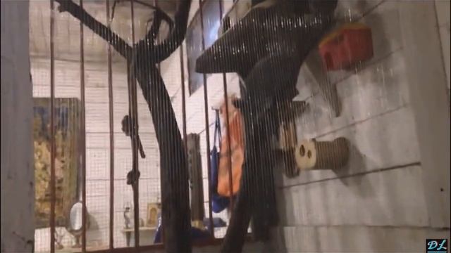 Мурманские белки