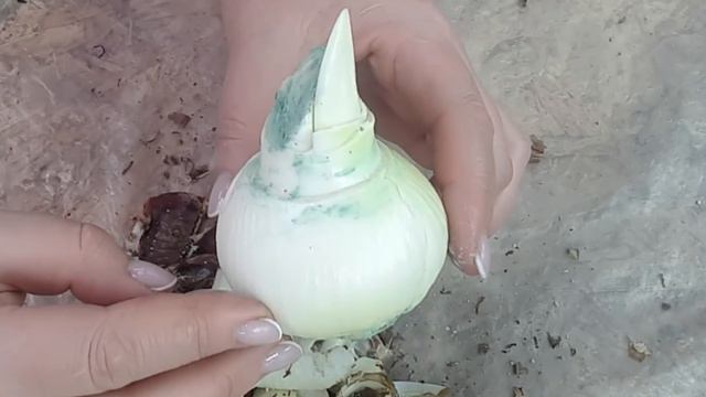 Bought Hippeastrums! Купила новые  гиппы! Немного обзор!