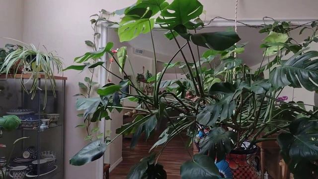 My indoor houseplants. Orchids, Monstera. Home decor. Уход за домашними комнатными растениями. смотреть онлайн